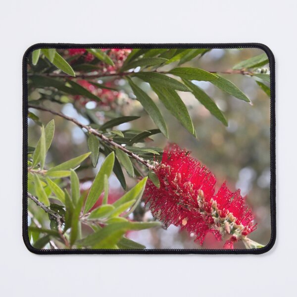 Item preview, Red Bottlebrush in flower designed and sold by smh2.