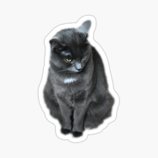 Grey Cat Stickers | Redbubble