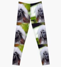 Cotton-Top Tamarin Leggings