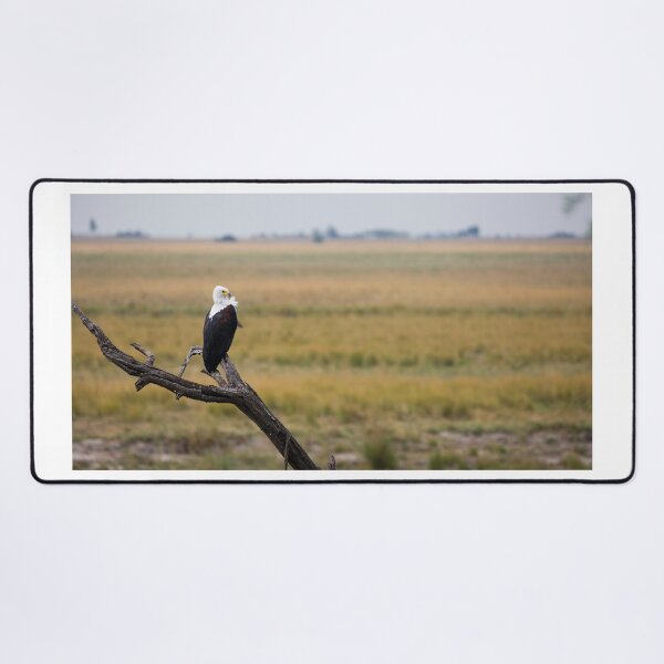 Item preview, Perched African Fish Eagle  designed and sold by Adu6th.