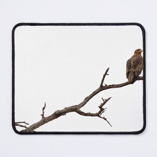 Item preview, Perched Lone Bateleur Eagle  designed and sold by Adrian Peacock Nature and Wildlife.