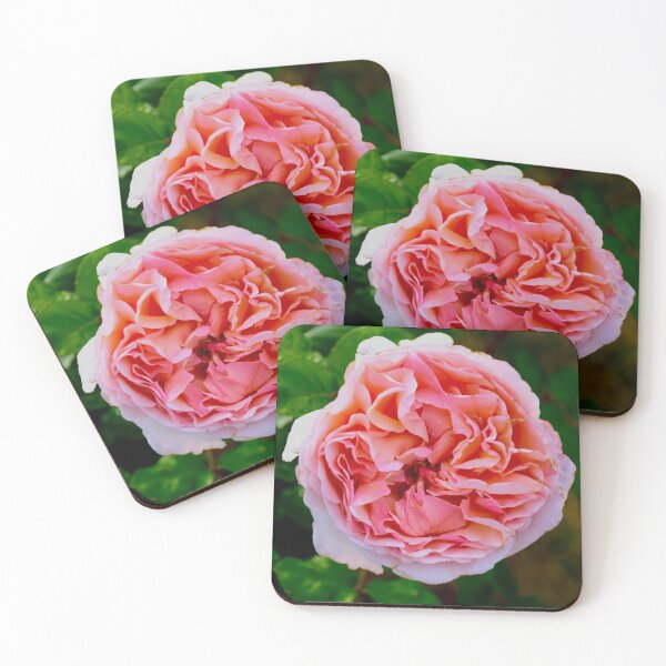 Item preview, Vibrant Blooming Pink Rose designed and sold by MercerImages.