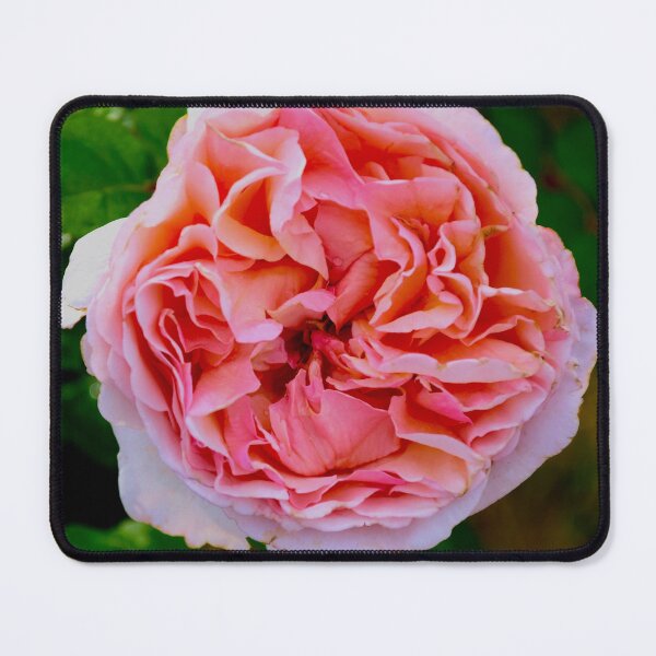 Item preview, Vibrant Blooming Pink Rose designed and sold by MercerImages.