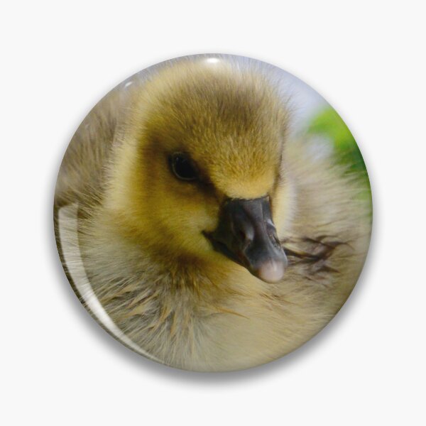 Item preview, Four adorable chicks – sibling love / Swiss Artwork Photography designed and sold by Raphael Wolf.