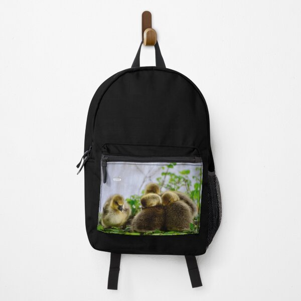 Item preview, Four adorable chicks – sibling love / Swiss Artwork Photography designed and sold by Raphael Wolf.