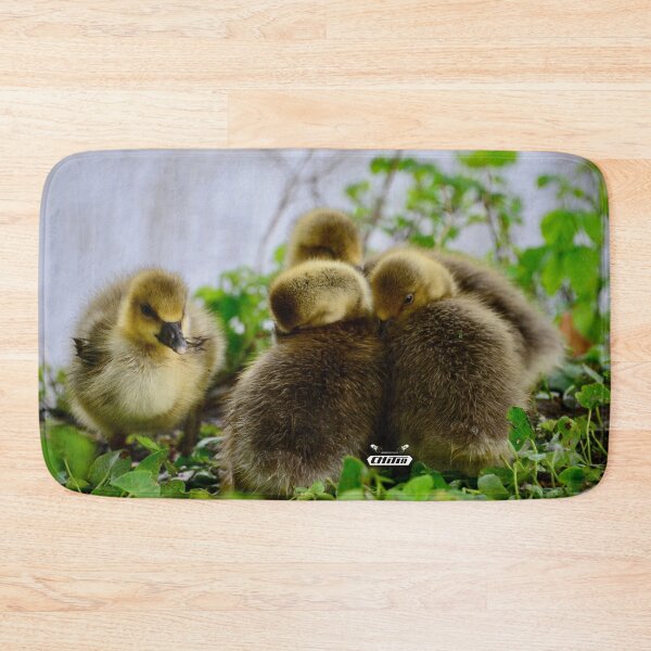 Item preview, Four adorable chicks – sibling love / Swiss Artwork Photography designed and sold by Raphael Wolf.
