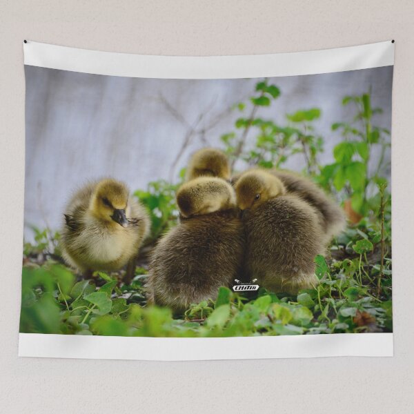 Item preview, Four adorable chicks – sibling love / Swiss Artwork Photography designed and sold by Raphael Wolf.