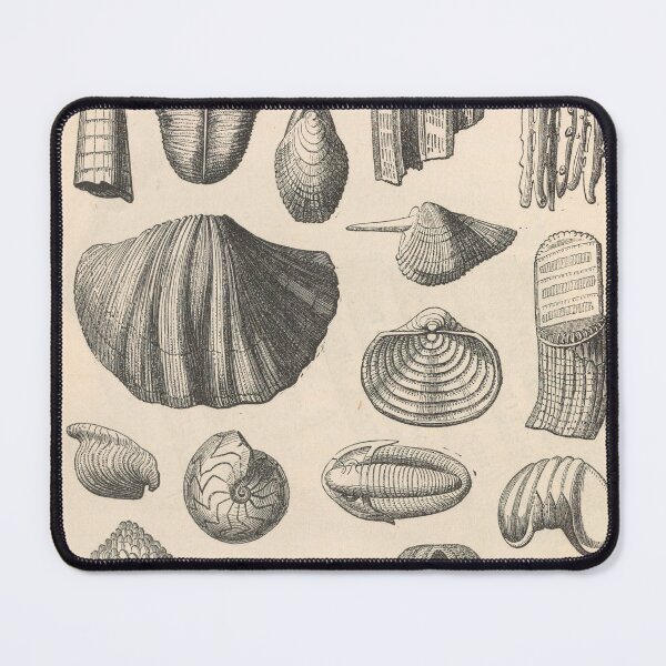Item preview, Limestone Fossils designed and sold by BlueSpecsStudio.