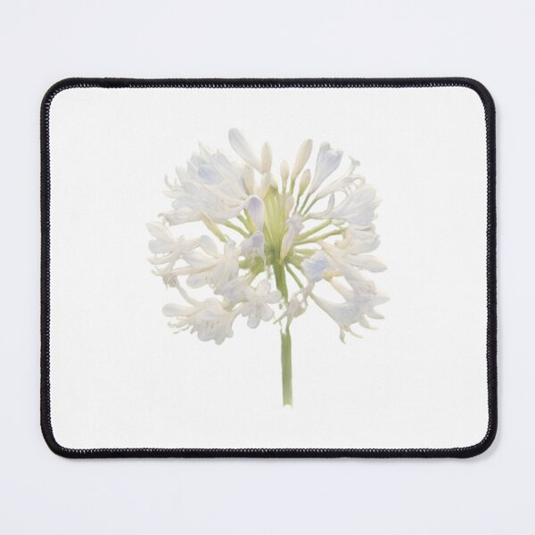 Item preview, Agapanthus ‘Phantom’ designed and sold by HOMETOWN86.