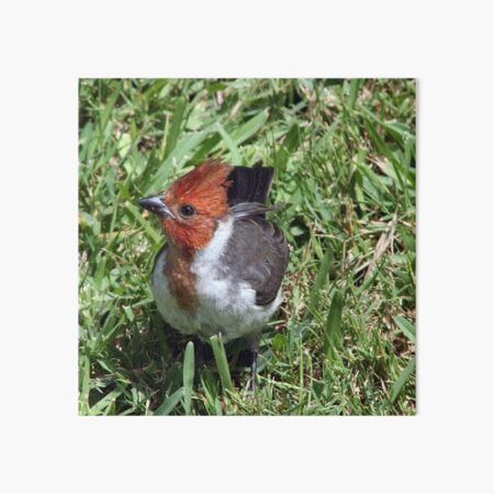 Female Red Crested Cardinal By Teresa Zieba Redbubble