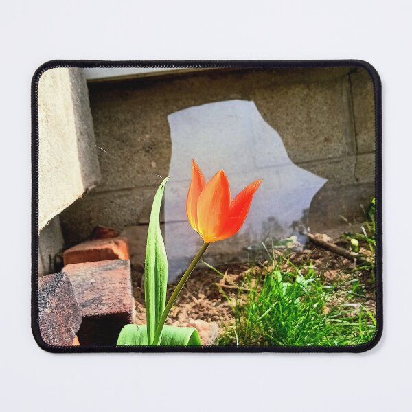 Item preview, Tulip designed and sold by |Paradoxed|.