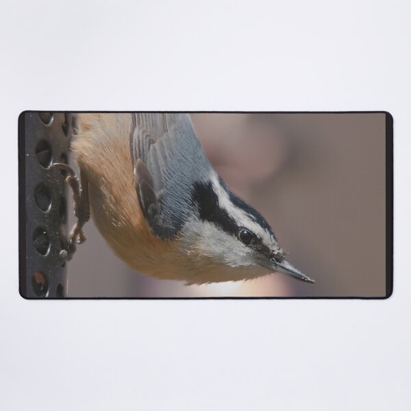 Item preview, A nuthatch in the feeder designed and sold by Production Art Manon Meilleur.