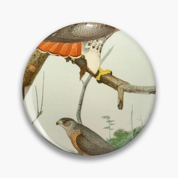 Item preview, Louis Agassiz Fuertes: Red-Tailed Hawk, Cooper's Hawk designed and sold by Tridentulus.