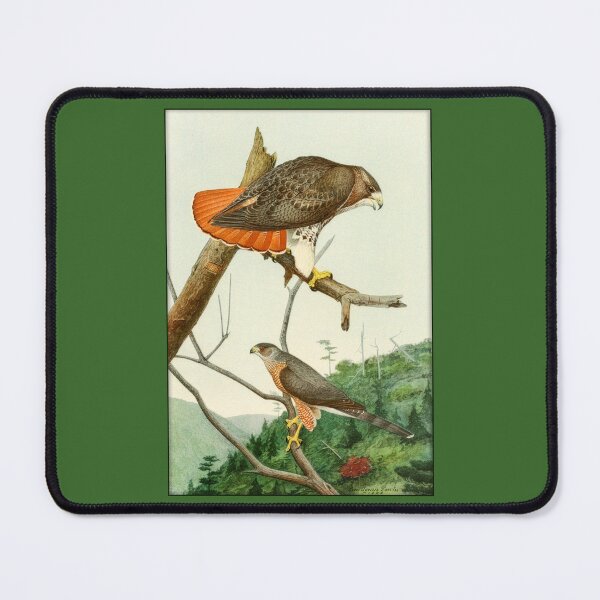 Item preview, Louis Agassiz Fuertes: Red-Tailed Hawk, Cooper's Hawk designed and sold by Tridentulus.