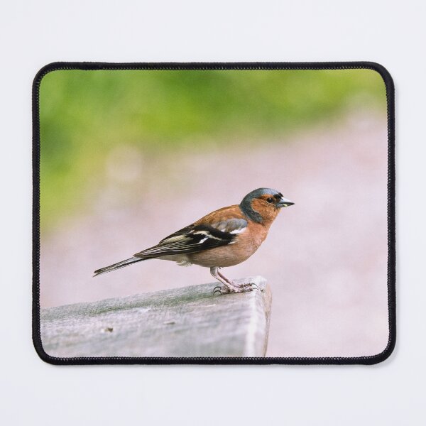 Item preview, Chaffinch on a Wooden Bench – Forest Bird Photography designed and sold by alicjamiekina.