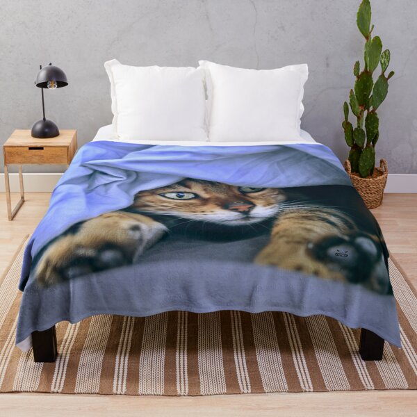 Item preview, Siamese cat under a blue blanket – emerald green eyes full of magic / Swiss Artwork Photography designed and sold by Raphael Wolf.