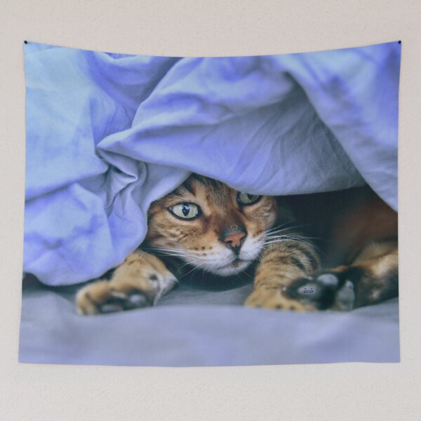 Item preview, Siamese cat under a blue blanket – emerald green eyes full of magic / Swiss Artwork Photography designed and sold by Raphael Wolf.