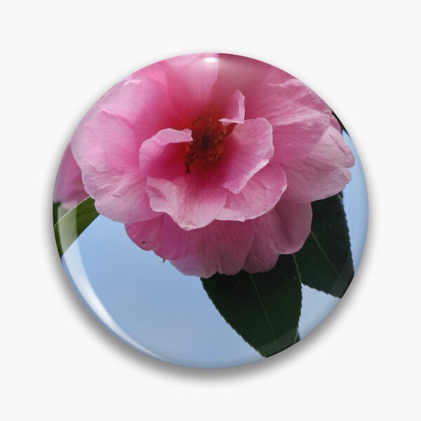 Item preview, Pink camellia in Julie's garden designed and sold by Susan Henry.