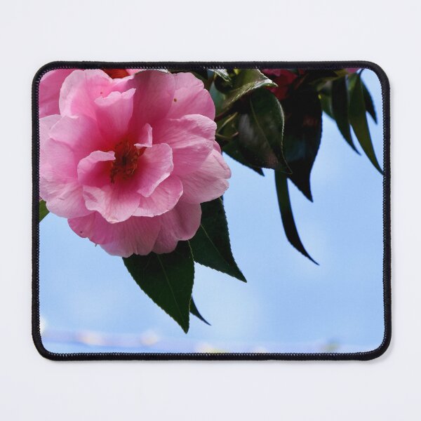 Item preview, Pink camellia in Julie's garden designed and sold by Susan Henry.