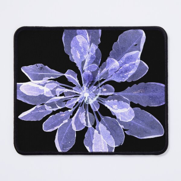 Item preview, Arabidopsis thaliana plant scan designed and sold by alepandaw.