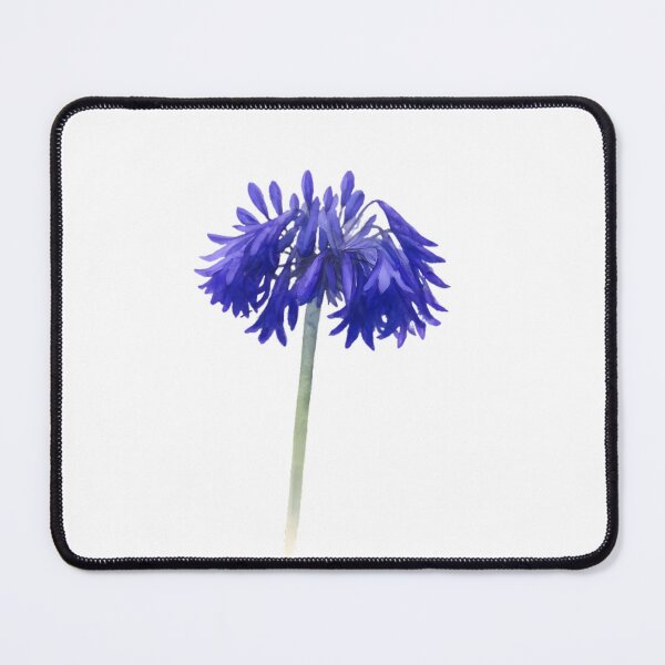 Item preview, Agapanthus ‘Bressingham Blue’ designed and sold by HOMETOWN86.
