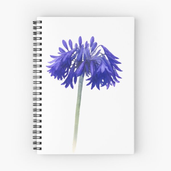 Item preview, Agapanthus ‘Bressingham Blue’ designed and sold by HOMETOWN86.