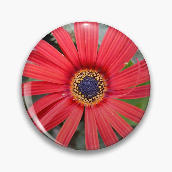 Item preview, Red Arctotis in Julie's garden designed and sold by Susan Henry.