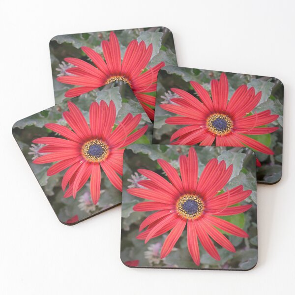 Item preview, Red Arctotis in Julie's garden designed and sold by Susan Henry.