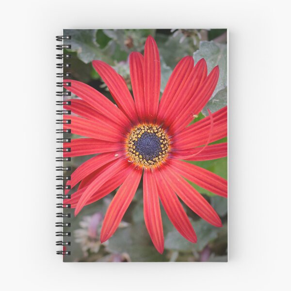 Item preview, Arctotis roja en el jardín de Julie designed and sold by Susan Henry.