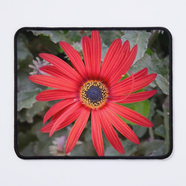 Item preview, Red Arctotis in Julie's garden designed and sold by Susan Henry.