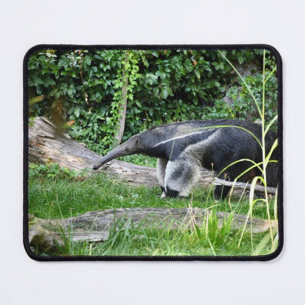Item preview, Anteater on a discovery – A magnificent specimen of nature / Swiss Artwork Photography designed and sold by Raphael Wolf.