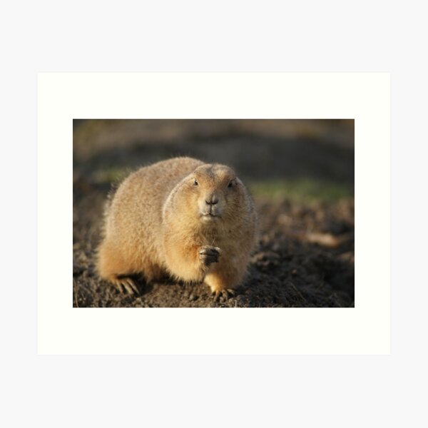 Item preview, Talking about eye contact!!!Prairiedog designed and sold by theheijt.