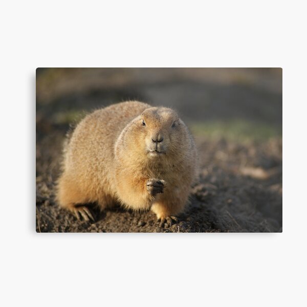 Item preview, Talking about eye contact!!!Prairiedog designed and sold by theheijt.