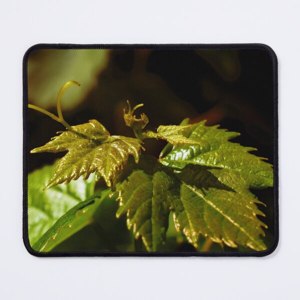 Item preview, Young Grape Leaves designed and sold by mavicfe.