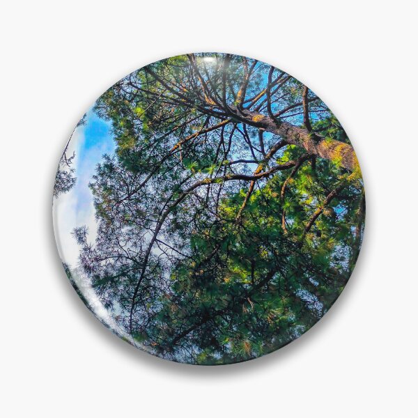 Item preview, Looking Up at the Pines in Rosalind Park - Bendigo, Victoria, Australia designed and sold by Steven Jodoin.