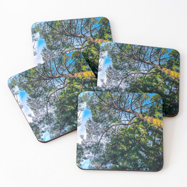 Item preview, Looking Up at the Pines in Rosalind Park - Bendigo, Victoria, Australia designed and sold by Steven Jodoin.