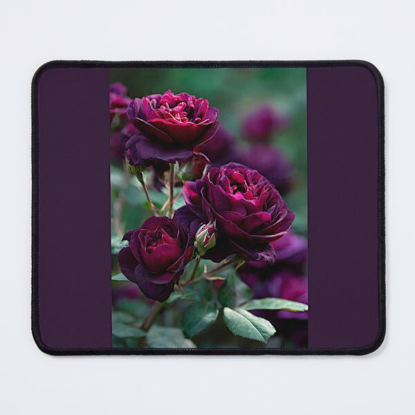 Item preview, Astrid Grafin von Hardenberg Roses#2 designed and sold by Helios Be. Lavsh.