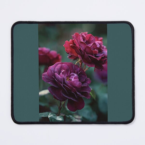 Item preview, Astrid Grafin von Hardenberg Roses#3 designed and sold by Helios Be. Lavsh.