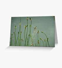 Breezy Greeting Card