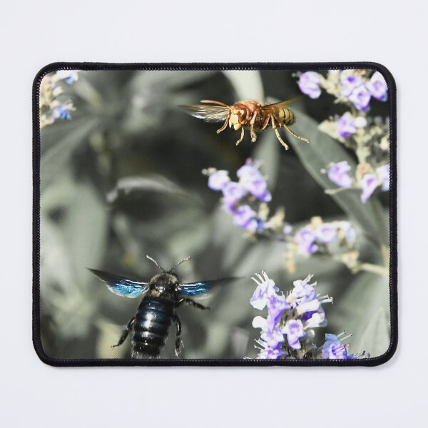 Item preview, European hornet in aerial combat – a force of nature in seconds / Swiss Artwork Photography designed and sold by Raphael Wolf.