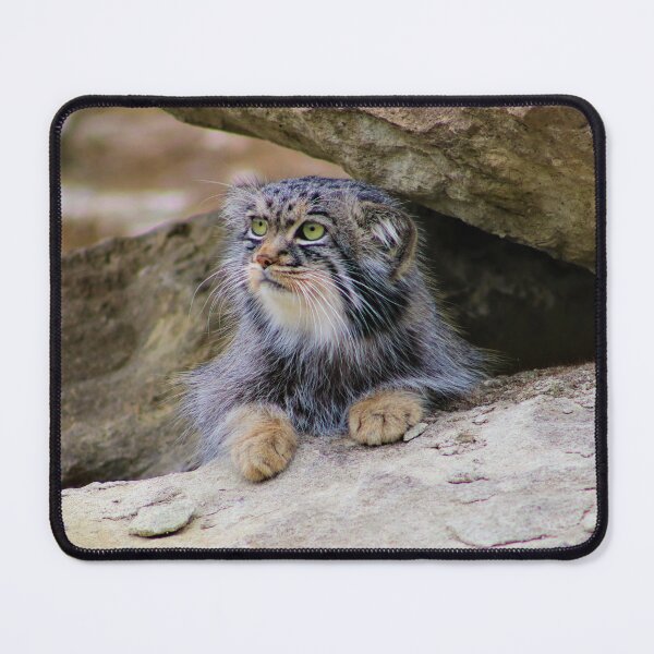 Item preview, Pallas Cat In The Rocks designed and sold by GBrightAnimals.