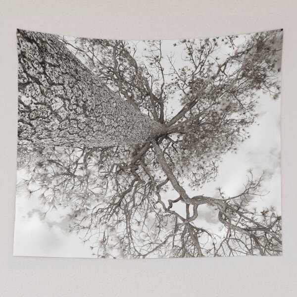 Item preview, The Brilliant Pinaceae Tree.  designed and sold by artsychickphoto.