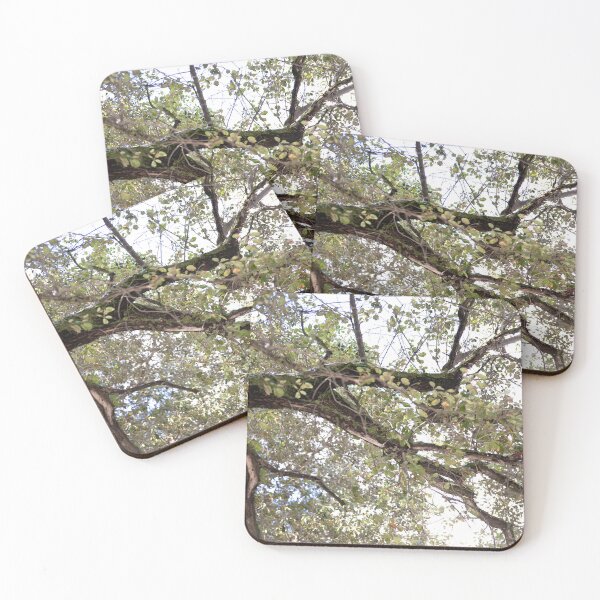 Item preview, I will always love you. Image 1 - Magical Tree in forest, Nature Photography, tree art designed and sold by artsychickphoto.