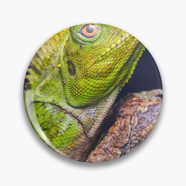 Item preview, Gonocephalus chamaleontinus designed and sold by baudouxlaetitia.