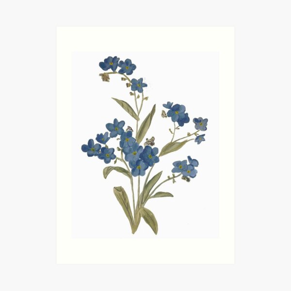 Myositis Sylvitica Art Print