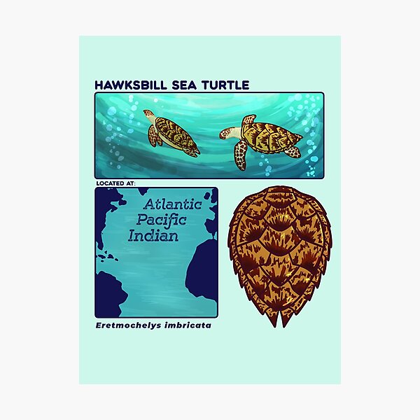 Item preview, Endangered Animals Hawksbill Sea Turtle designed and sold by Aloe and Monstera.