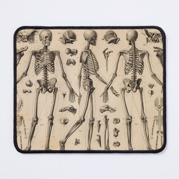 Item preview, anatomical illustration - Skeleton designed and sold by Lovelylochness.