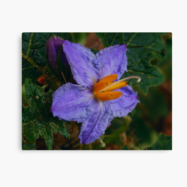 Silverleaf Nightshade Canvas Print