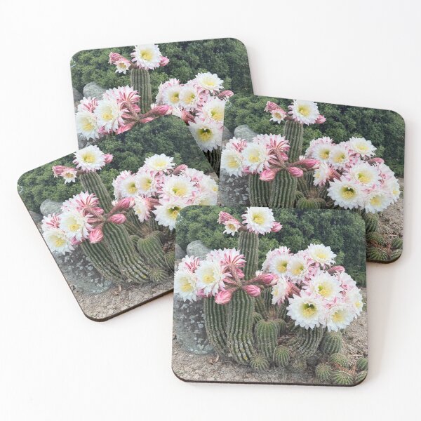 Item preview, Cactus festivo designed and sold by KiwiImages.