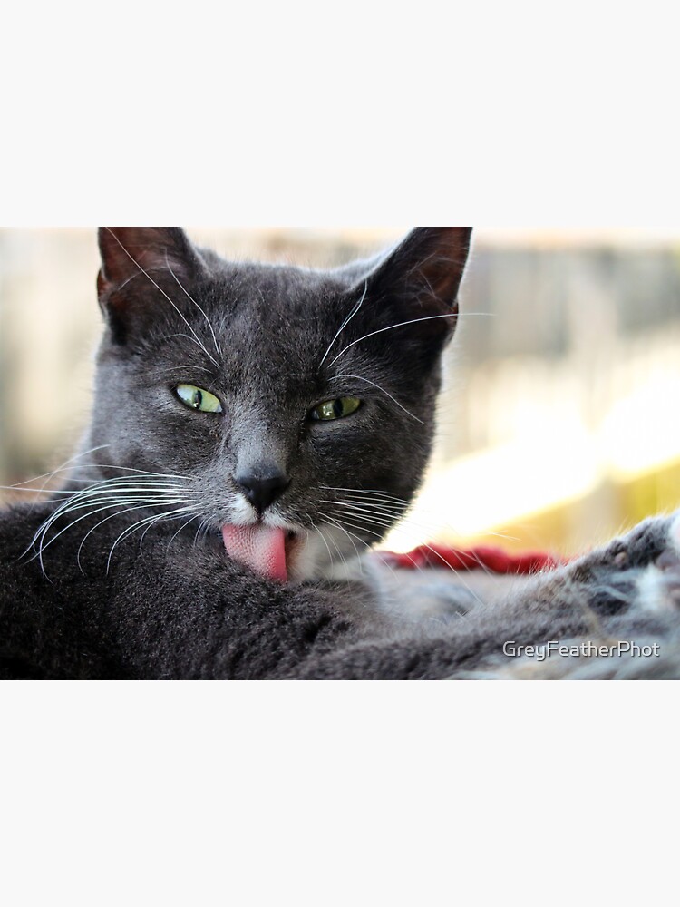 "Washing kitten" Sticker by GreyFeatherPhot Redbubble